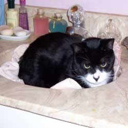 Cats in Sinks