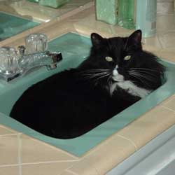 Cats in Sinks