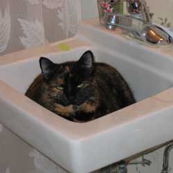 Cats in Sinks