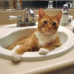 Cats in Sinks