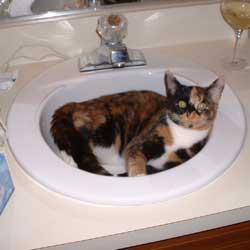 Cats in Sinks
