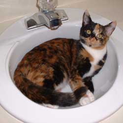 Cats in Sinks
