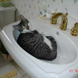Cats in Sinks