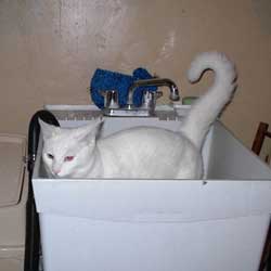 Cats in Sinks