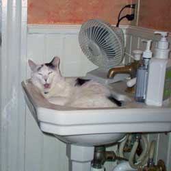 Cats in Sinks