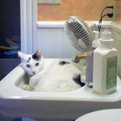 Cats in Sinks