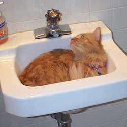 Cats in Sinks
