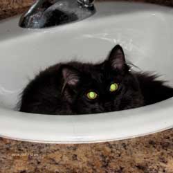 Cats in Sinks