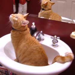 Cats in Sinks