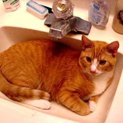 Cats in Sinks