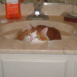Cats in Sinks