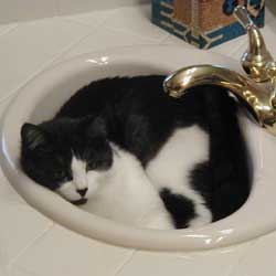 Cats in Sinks