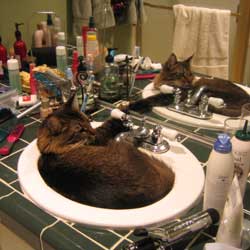 Cats in Sinks