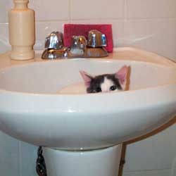 Cats in Sinks