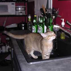 Cats in Sinks