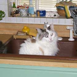 Cats in Sinks
