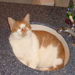 Cats in Sinks