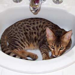 Cats in Sinks