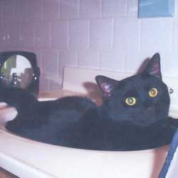 Cats in Sinks