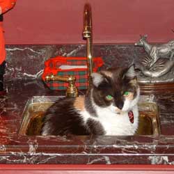Cats in Sinks
