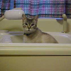 Cats in Sinks