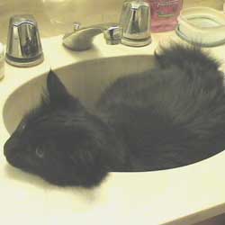 Cats in Sinks