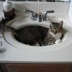 Cats in Sinks