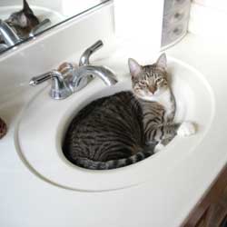 Cats in Sinks
