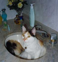 Cats in Sinks
