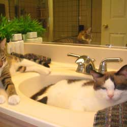 Cats in Sinks