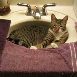 Cats in Sinks