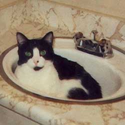 Cats in Sinks