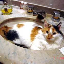 Cats in Sinks