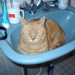 Cats in Sinks