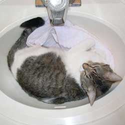 Cats in Sinks