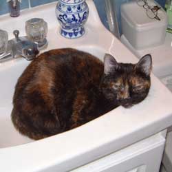 Cats in Sinks