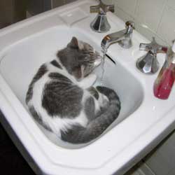 Cats in Sinks