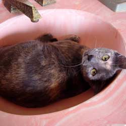 Cats in Sinks