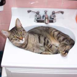 Cats in Sinks