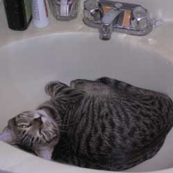 Cats in Sinks