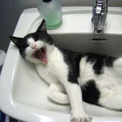 Cats in Sinks