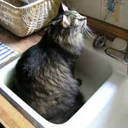 Cats in Sinks