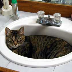 Cats in Sinks