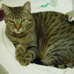 Cats in Sinks