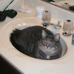 Cats in Sinks