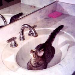 Cats in Sinks