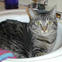 Cats in Sinks