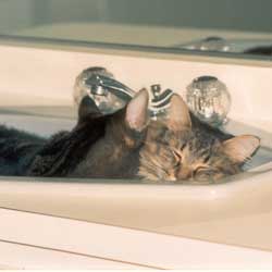 Cats in Sinks
