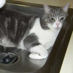 Cats in Sinks