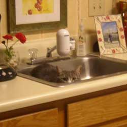 Cats in Sinks